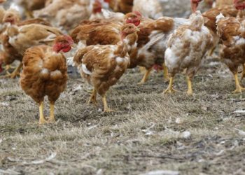 Suspicion de grippe aviaire en Guinée : des échantillons envoyés en Italie pour confirmation des résultats