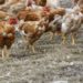 Suspicion de grippe aviaire en Guinée : des échantillons envoyés en Italie pour confirmation des résultats