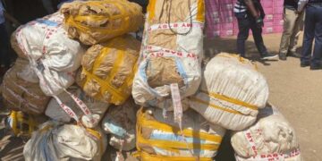 Forécariah : 225 kg de chanvre indien saisis…