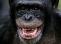 Lafou (Lélouma) : un chimpanzé blesse grièvement un enfant