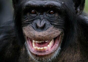 Lafou (Lélouma) : un chimpanzé blesse grièvement un enfant
