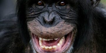 Lafou (Lélouma) : un chimpanzé blesse grièvement un enfant