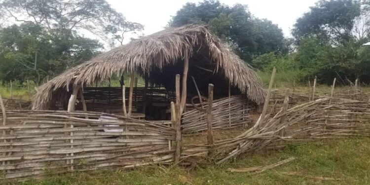 Télimélé : à Bowel, une école hangar de 150 écoliers souvent agressée par des insectes et serpents