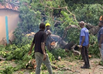Conakry : un gros baobab tombe sur la maison de l’imam de la mosquée Faycal, à Camayenne
