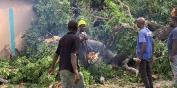 Conakry : un gros baobab tombe sur la maison de l’imam de la mosquée Faycal, à Camayenne