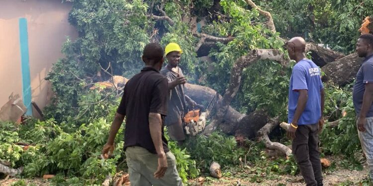 Conakry : un gros baobab tombe sur la maison de l’imam de la mosquée Faycal, à Camayenne
