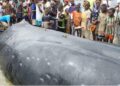 Forécariah : une baleine échouée sur la mer