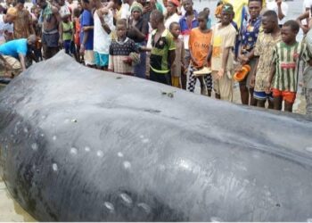 Forécariah : une baleine échouée sur la mer