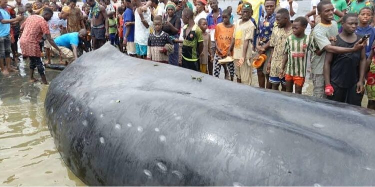 Forécariah : une baleine échouée sur la mer