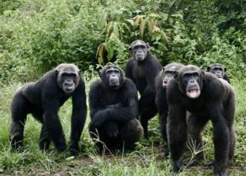 Bossou (Lola) : révolte après que des chimpanzés ont arraché et tué un bébé