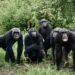 Bossou (Lola) : révolte après que des chimpanzés ont arraché et tué un bébé