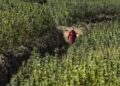 Maroc: les producteurs de cannabis légaux incités à cultiver la variété locale pour économiser l&rsquo;eau