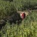 Maroc: les producteurs de cannabis légaux incités à cultiver la variété locale pour économiser l&rsquo;eau