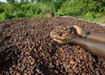 En Côte d’Ivoire, le désarroi des planteurs de cacao face aux impayés