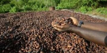 En Côte d’Ivoire, le désarroi des planteurs de cacao face aux impayés