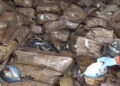 Frontière Guinée-Sénégal : près de 30 tonnes de poissons pourris saisies et incinérées à Koundara