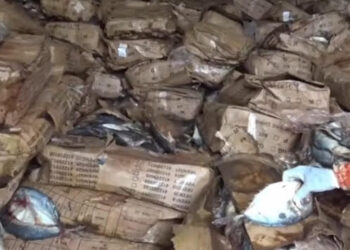 Frontière Guinée-Sénégal : près de 30 tonnes de poissons pourris saisies et incinérées à Koundara